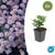 Ageratum-Aster ‚Stardust' – Aster ageratoides – 6 Stück