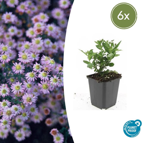Ageratum-Aster ‚Stardust' – Aster ageratoides – 6 Stück