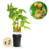 Himbeere ‚Fallgold' – Rubus idaeus