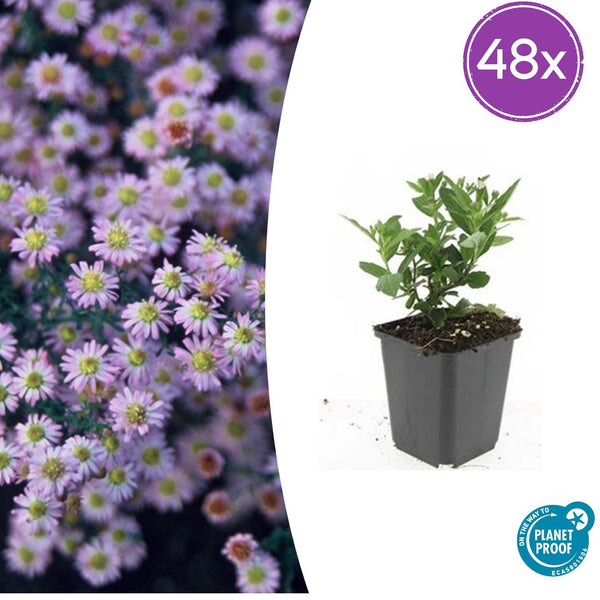 Ageratum-Aster ‚Stardust' – Aster ageratoides