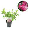 Rispenhortensie ‚Pink Diamond' – Hydrangea paniculata – Weiß-Rosa