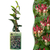 Japanisches Geißblatt ‚Red World' – Lonicera japonica – 1 Stück