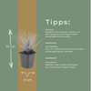 Herbst-Kopfgras – Sesleria autumnalis – Ansicht 4