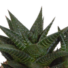 Sukkulenten-Set „Gasteria & Haworthia-Mix" – Gasterien und Haworthien – Ansicht 5