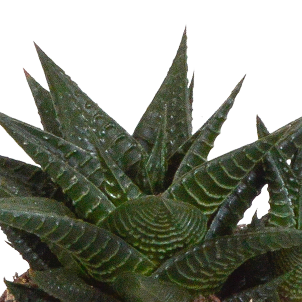Sukkulenten-Set „Gasteria & Haworthia-Mix" – Gasterien und Haworthien – Ansicht 5