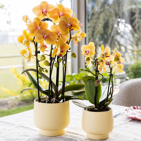 Schmetterlingsorchidee ‚Niagara Fall Sunny Bunny' – Phalaenopsis – Ansicht 9