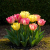 Gefüllte Tulpe ‚Foxtrot Mix' – Tulipa – Ansicht 2