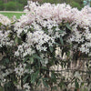 Immergrüne Waldrebe ‚Apple Blossom' – Clematis armandii – Ansicht 5