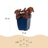 Purpurglöckchen ‚Palace Purple' – Heuchera micrantha – Ansicht 3