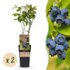 Heidelbeere ‚Patriot' – Vaccinium corymbosum