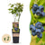 Heidelbeere ‚Patriot' – Vaccinium corymbosum