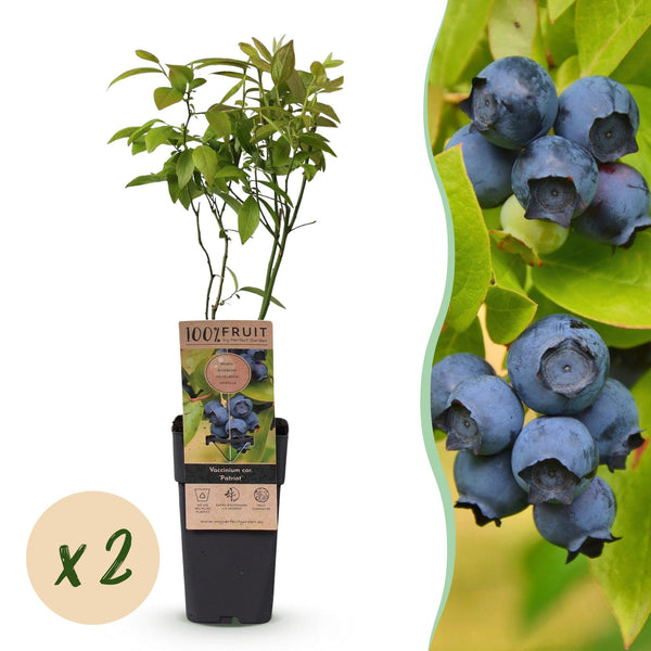 Heidelbeere ‚Patriot' – Vaccinium corymbosum