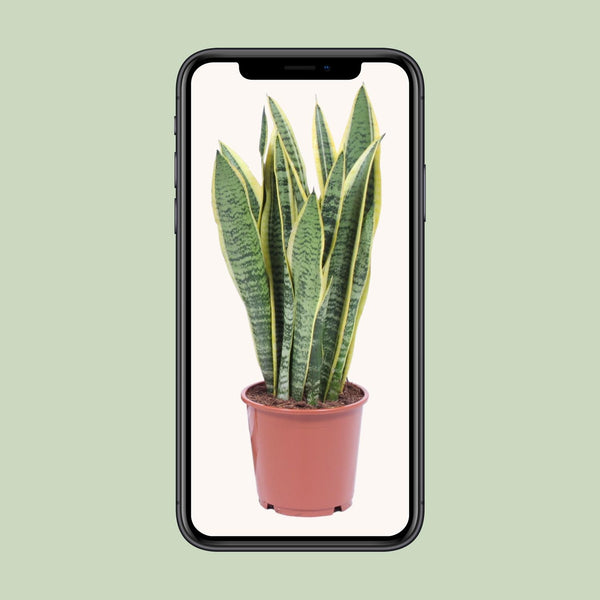 Bogenhanf ‚Laurentii' – Sansevieria trifasciata – Ansicht 4
