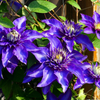 Waldrebe ‚Multi Blue' – Clematis – Ansicht 3