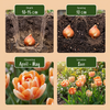 Tulpe ‚Candle Light' – Tulipa – Ansicht 4