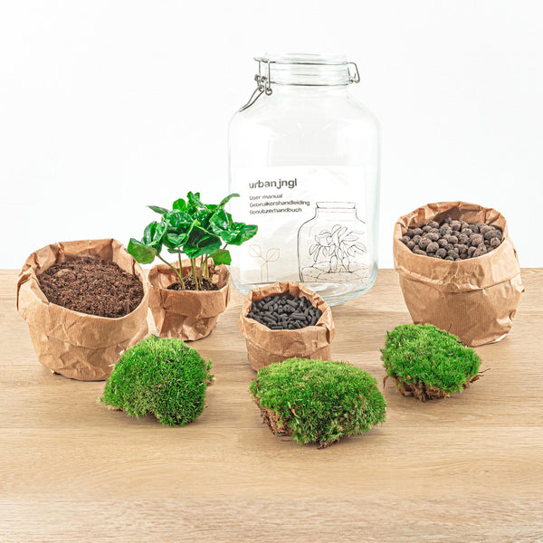 Flaschengarten-Set „Coffea“ – Kaffeepflanze im Glas – Ansicht 3