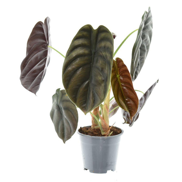 Alocasia cuprea ‚Red Secret'
