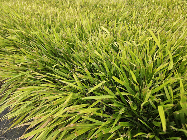 Japanisches Berggras – Hakonechloa macra – Ansicht 7