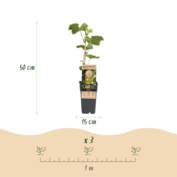 Weinrebe ‚Lakemont' – Vitis vinifera – Ansicht 3