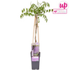 Blauregen ‚Naga Noda' – Wisteria floribunda – Ansicht 6