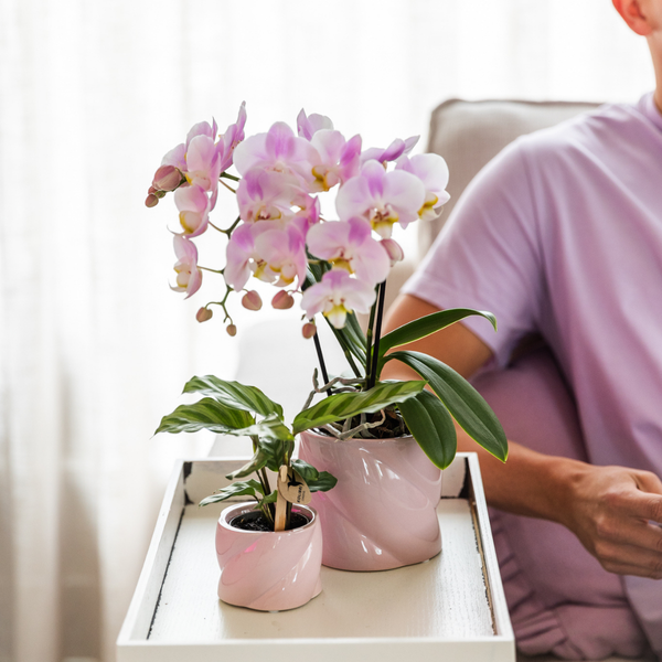 Calathea concinna ‚Freddie‘