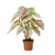 Kunstpflanze Caladium weiß-rosa – Weiß-Rosa