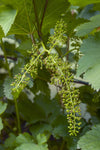 Weinrebe ‚Johanniter' – Vitis vinifera – Ansicht 2