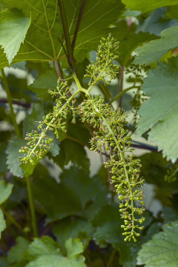 Weinrebe ‚Johanniter' – Vitis vinifera – Ansicht 2