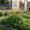Sterndolde – Astrantia major – Ansicht 6