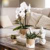 Pflanzen-Set „Bloom Sand" – Orchidee ‚Niagara Falls' mit Grünpflanzen – Ansicht 2