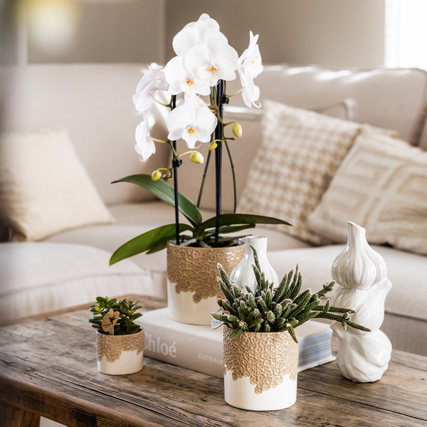 Pflanzen-Set „Bloom Sand" – Orchidee ‚Niagara Falls' mit Grünpflanzen – Ansicht 2