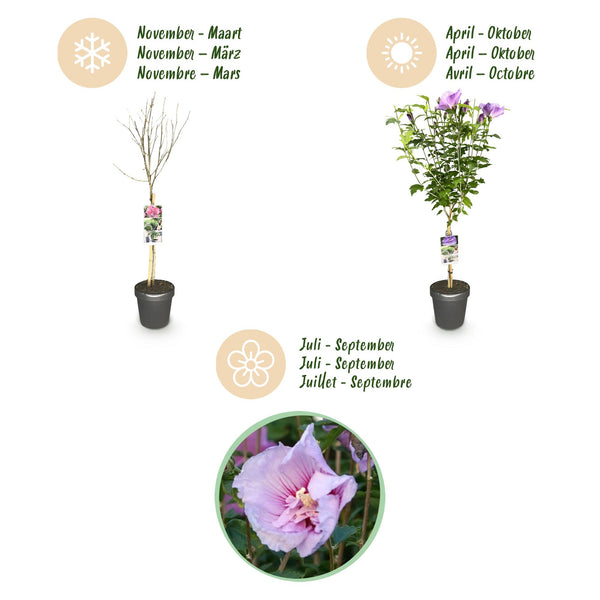 Garteneibisch Stämmchen ‚Lavender Chiffon' – Hibiscus syriacus – Ansicht 9