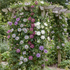 Passionsblume ‚Rainbow' – Passiflora – Ansicht 4