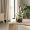 Terrarium-Set „Joss" – Calathea makoyana & Fittonia White Tiger