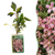 Bergwaldrebe ‚Marjorie' – Clematis montana – 1 Stück