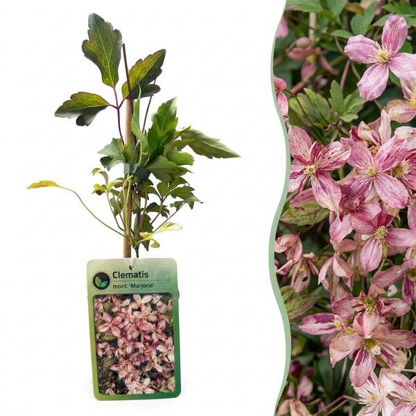Bergwaldrebe ‚Marjorie' – Clematis montana – 1 Stück