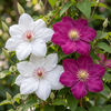 Clematis-Set „Duo Pink & White“ – Waldreben in Rosa und Weiß – Ansicht 3