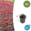 Stachelnüsschen ‚Kupferteppich' – Acaena microphylla – 6 Stück