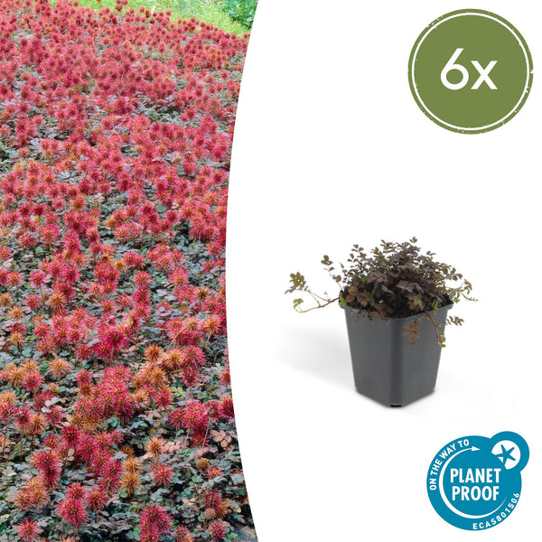 Stachelnüsschen ‚Kupferteppich' – Acaena microphylla – 6 Stück