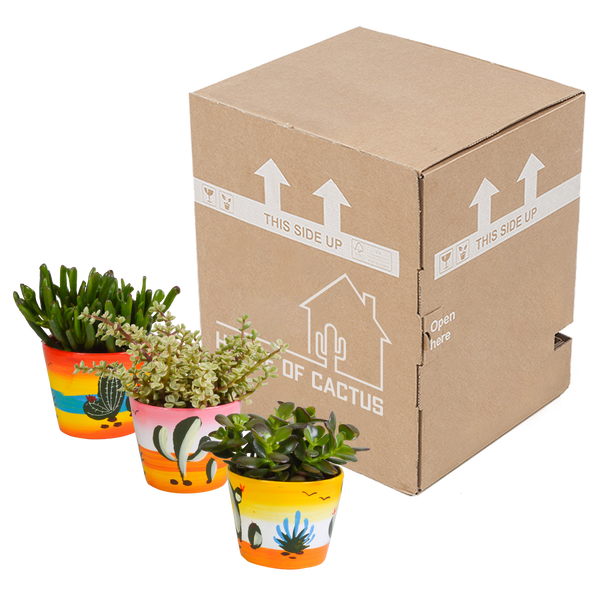 Sukkulenten-Set „Crassula-Mix“ – 3 Dickblatt-Pflanzen – Ansicht 9