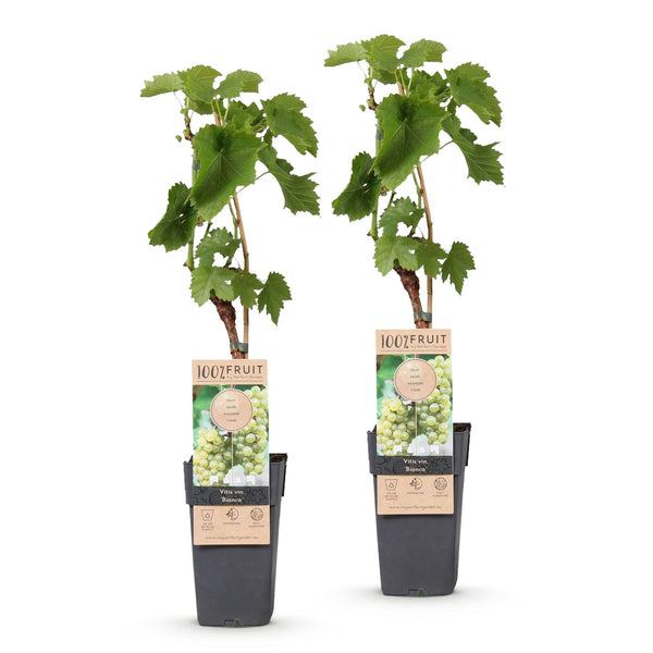 Weinrebe ‚Bianca' – Vitis vinifera – Ansicht 2