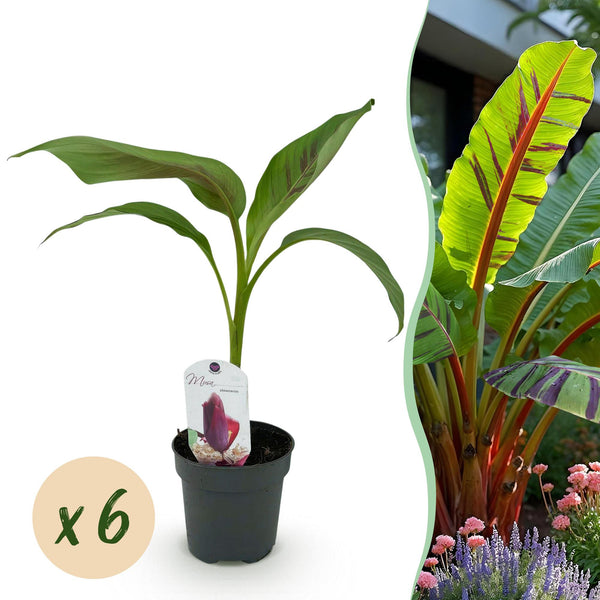 Bananenpflanze ‚Red Tiger' – Musa sikkimensis
