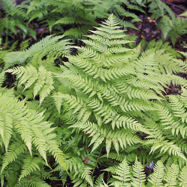 Gewöhnlicher Wurmfarn – Dryopteris filix-mas – Ansicht 8