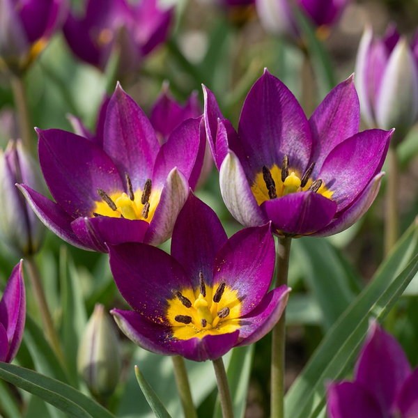 Tulpe ‚Persian Pearl' – Tulipa