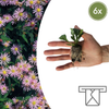 Aster