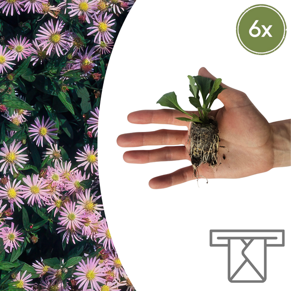 Aster