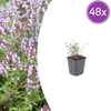 Echter Thymian – Thymus vulgaris