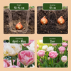 Gefüllte Tulpe ‚Double Sensation' – Tulipa – Ansicht 4