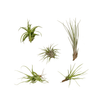 Luftpflanzen-Set „Air Mix" – verschiedene Tillandsien