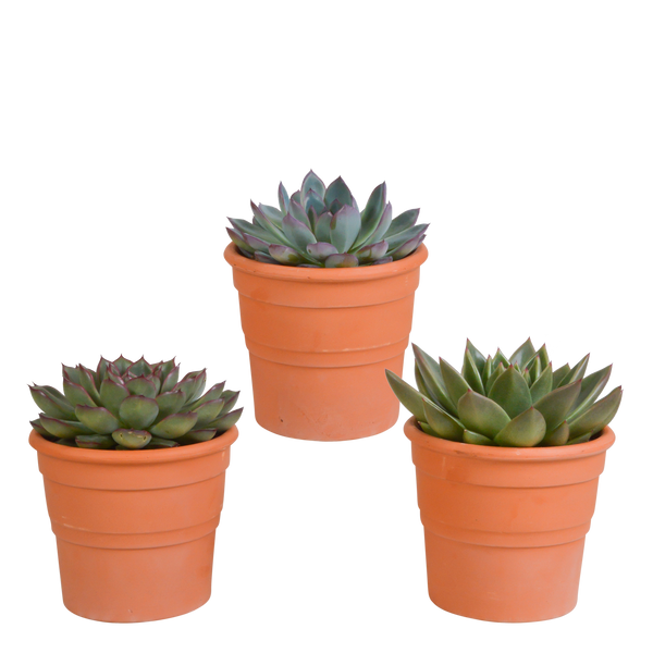 Sukkulenten-Set „Echeverie-Mischung“ – 3 Echeveria